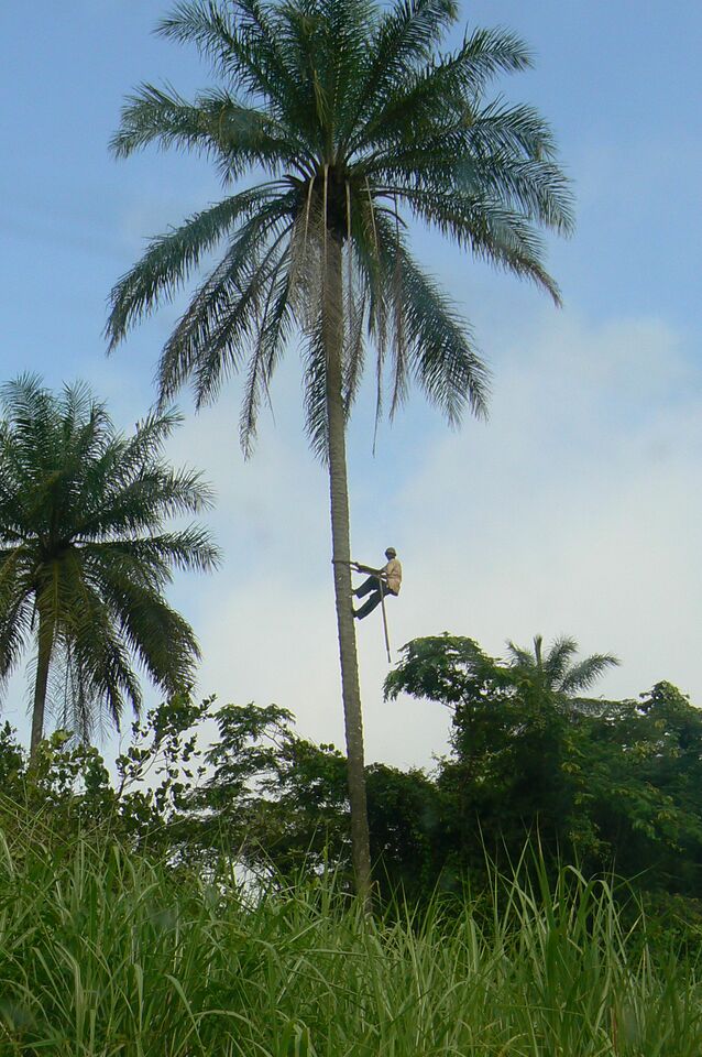 Foto — Guiné-Bissau